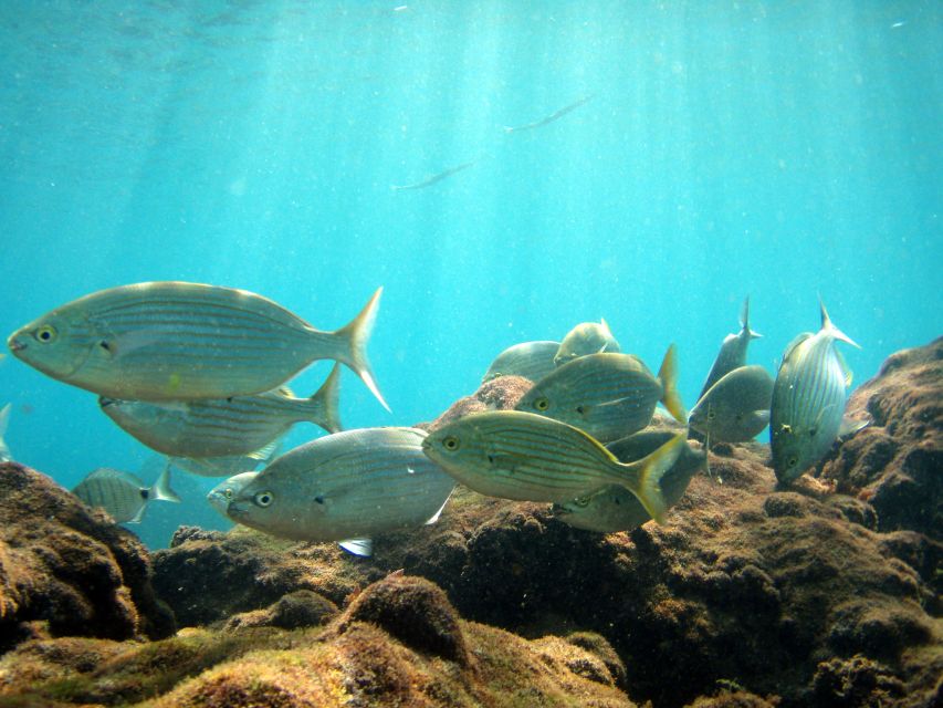 Lanzarote: Try Scuba Diving for Beginners - 2 Dives - Things To Known