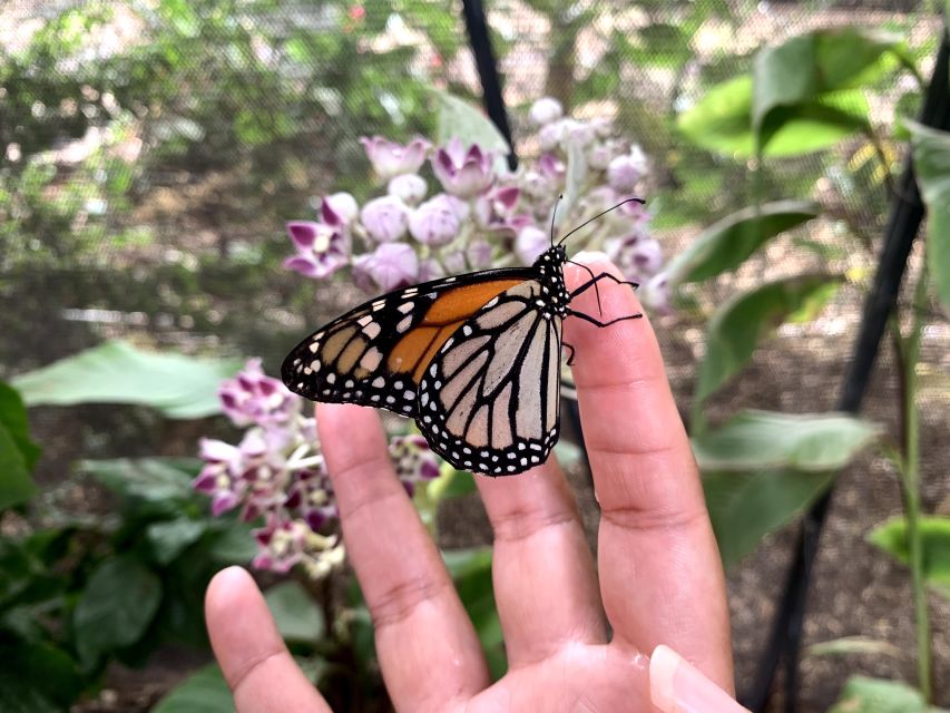 Maui: Interactive Butterfly Farm Entrance Ticket - Frequently Asked Questions