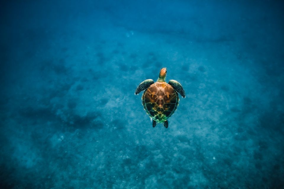 Oahu: Waikiki Turtle Snorkeling Adventure - Frequently Asked Questions