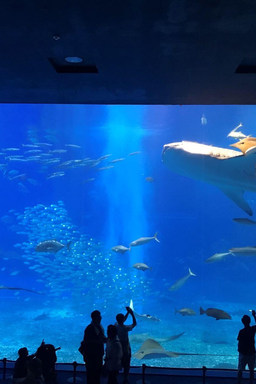 Okinawa Sightseeing Bus : Churaumi Aquarium/Kouri/American - Frequently Asked Questions