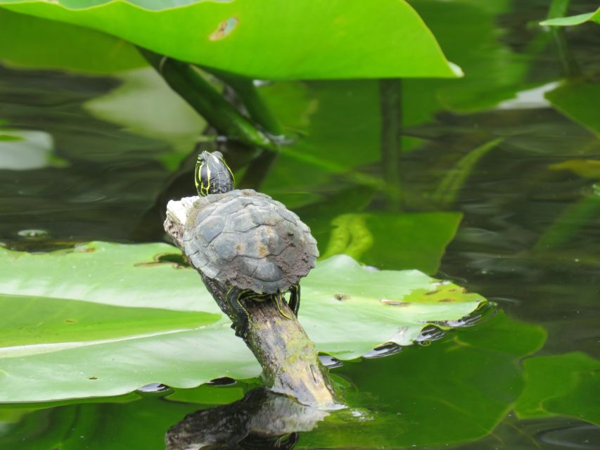 Orlando: Small Group Manatee Discovery Kayak Tour - Frequently Asked Questions