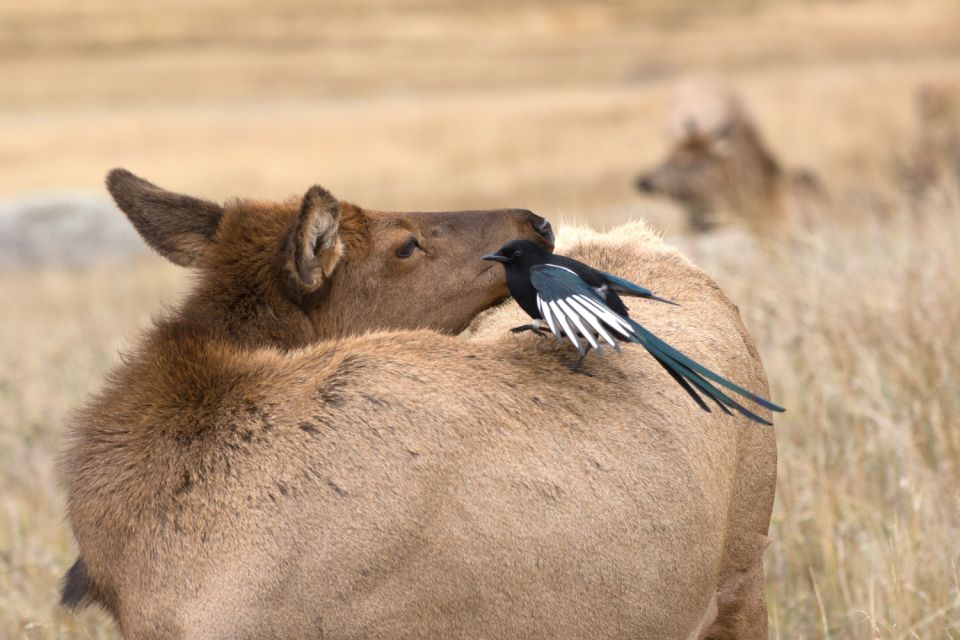 Rocky Mountain National Park: Driving Audio Tour App - Frequently Asked Questions