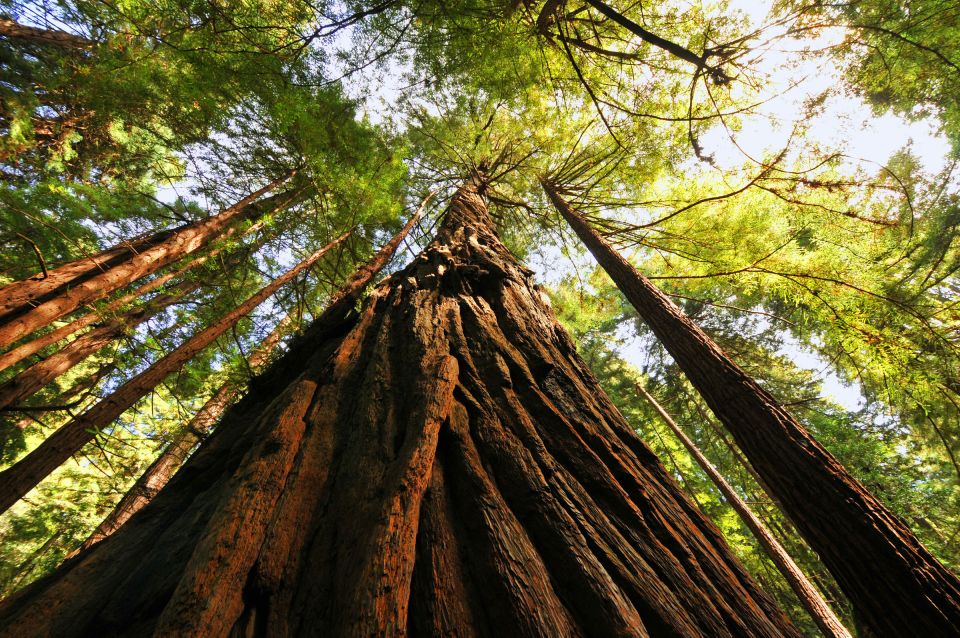 San Francisco: Private Muir Woods and Sausalito Tour - Frequently Asked Questions