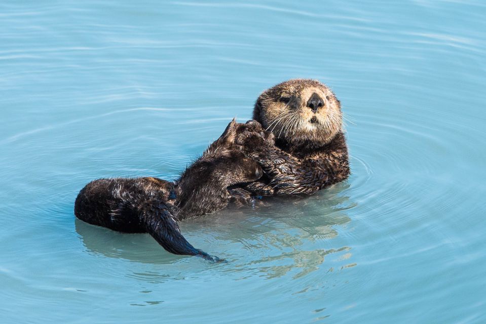 Seward: Kenai Fjords National Park Extended Cruise - Frequently Asked Questions