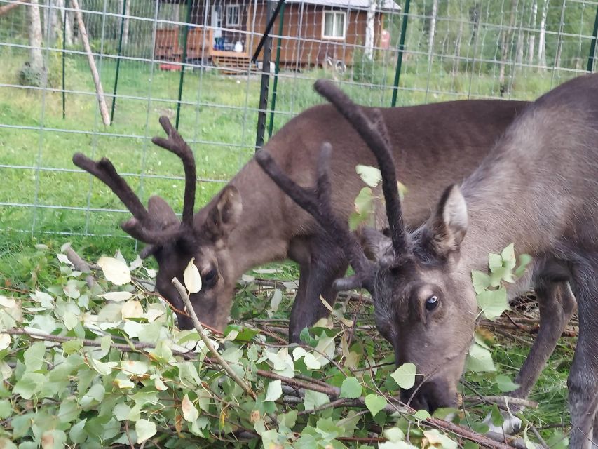 Talkeetna: A Walk in the Woods...with Reindeer! - Frequently Asked Questions