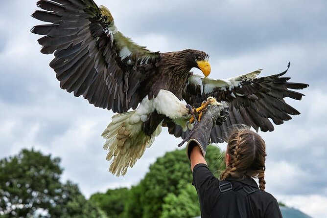 Admission Pass to Eagle Heights in Kent - Key Points