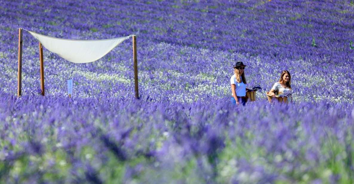 Aix-en-Provence: Visit to the Lavender Fields - Key Points