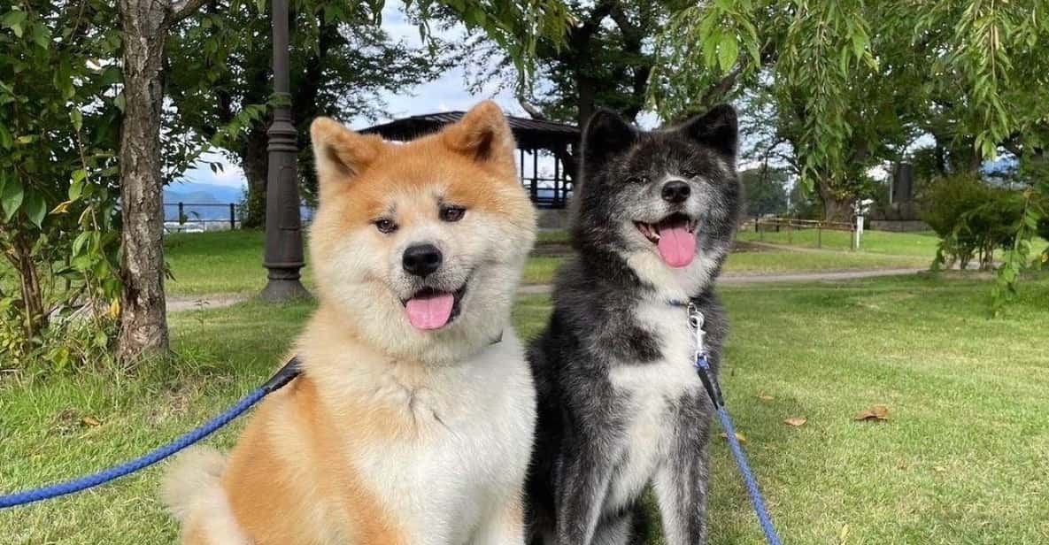 Akita Dog Day Review: A Must-Attend Event - Key Points