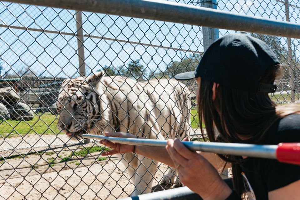 Alpine: Lions Tigers & Bears Sanctuary Visit and Feeding - Key Points