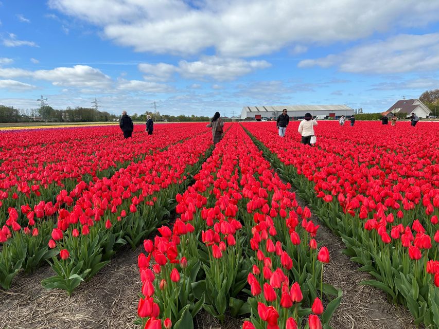 Amsterdam: Keukenhof, Tulip Farm Full-Day Tour With Cruise - Key Points