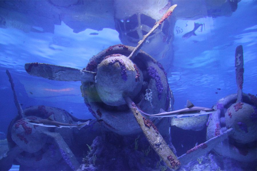 Antalya: Aquarium Entrance Ticket & Optional Transfer - Aquarium Overview