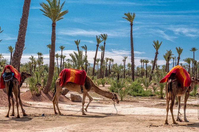 ATV Marrakech Quad Bike Desert Palm Groves - Inclusions and Highlights