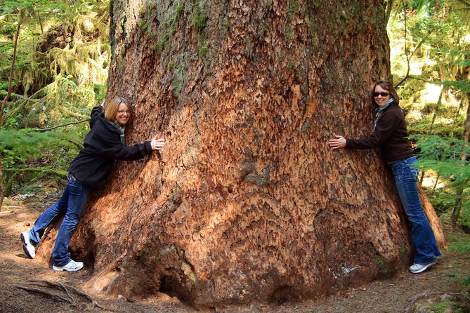 Best of Olympic National Park From Seattle: All-Inclusive Small-Group Day Tour - Tour Overview