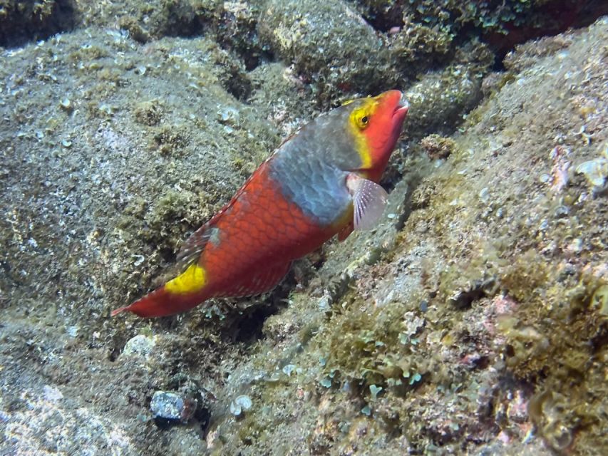 Caniço: Garajau Nature Reserve Guided Snorkeling Tour - Key Points