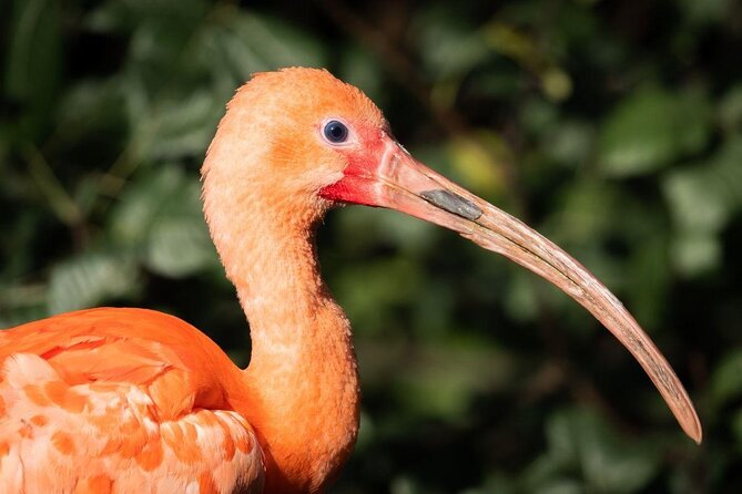 Caroni Swamp Wildlife Tour - Key Points