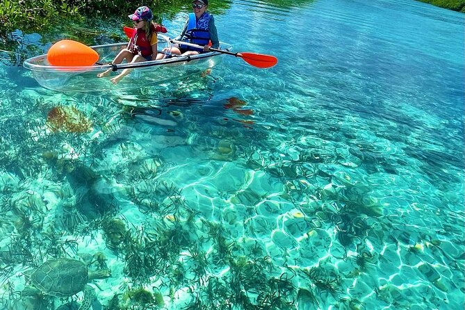 Clear Kayak Mangrove Tour Key Points