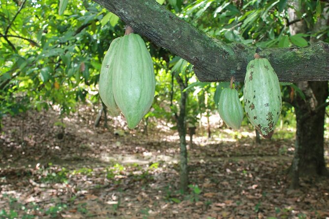 Cocoa & Artisan Chocolate Route With an Historical Tour in Puerto Plata City - Tour Overview