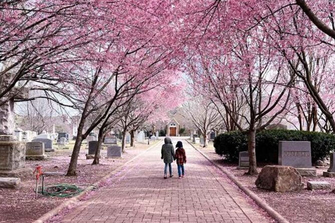 D.C. Cherry Blossoms: Escorted Bus Tour From Toronto - Key Points