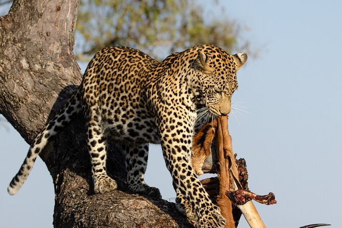 Daily Pilanesberg National Park Private Shuttle Services - Key Points