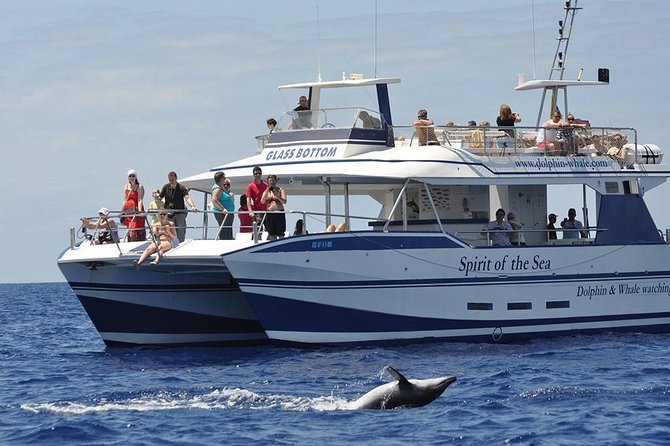 Dolphin and Whale Watching Cruise From Puerto Rico, Gran Canaria - Key Points