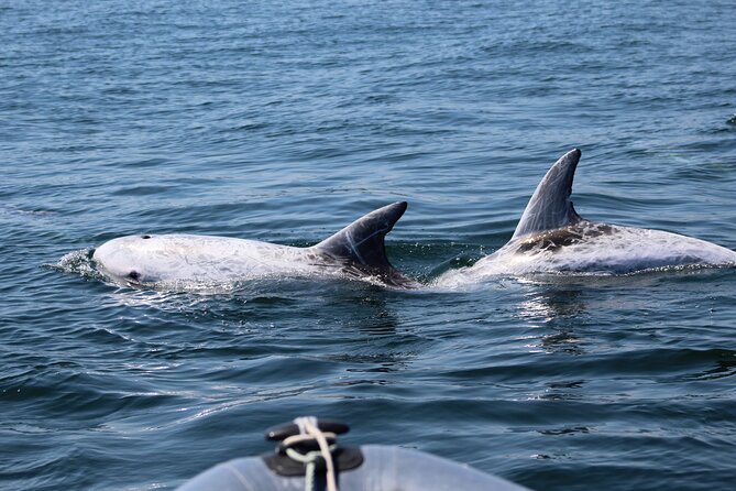 Dolphin Watching Along the Algarve Coast - Key Points