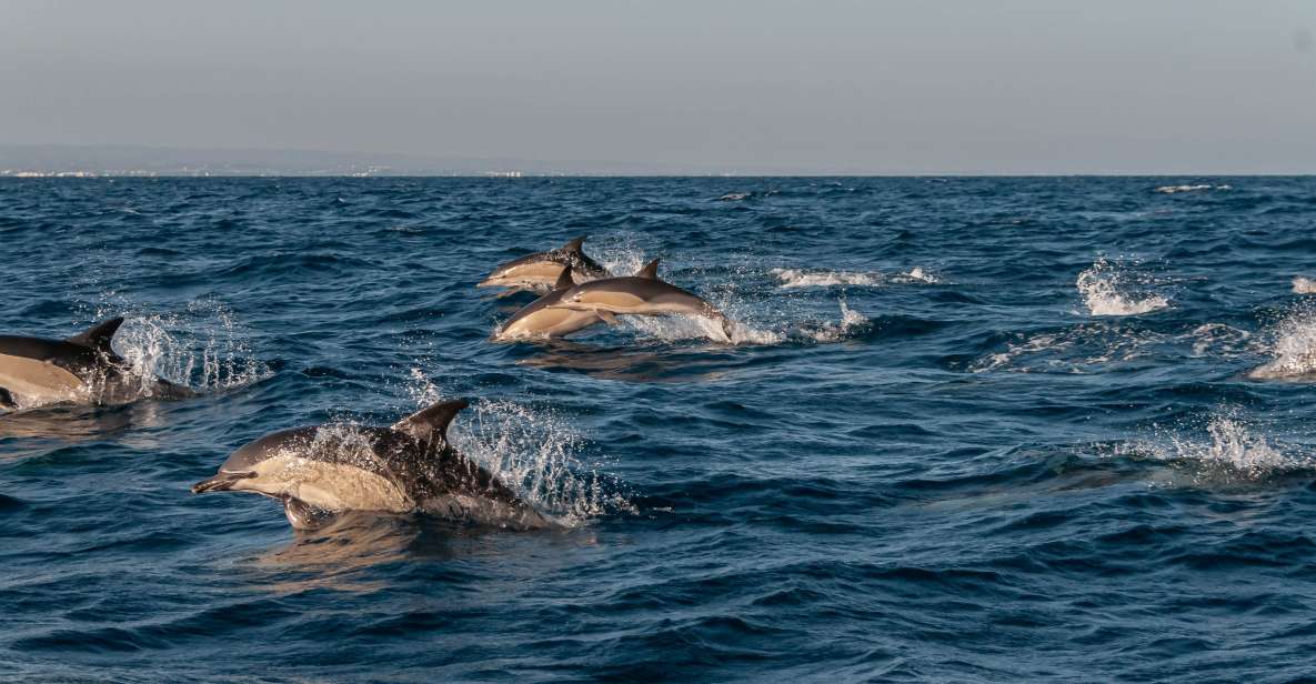 Dolphin Watching and Marine Wild Life in Faro - Key Points