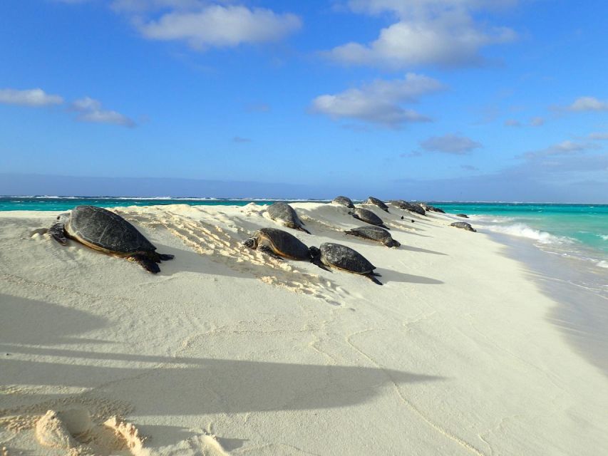 Enchanting Small Group Circle Island Tour of Oahu Paradise - Key Points