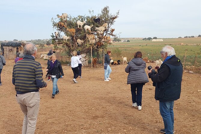 Essaouira Day Trip From Agadir & Taghazout - Overview of the Excursion