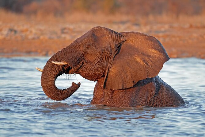 ETOSHA PARK SAFARI With Local Guides in 9-Seater 4x4s - Key Points