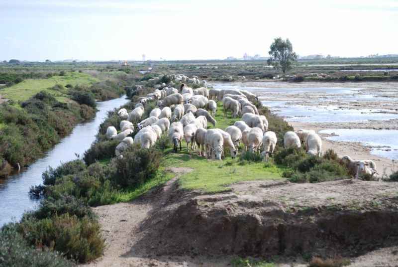 Faro: Ria Formosa Natural Park Segway Tour & Birdwatching - Key Points