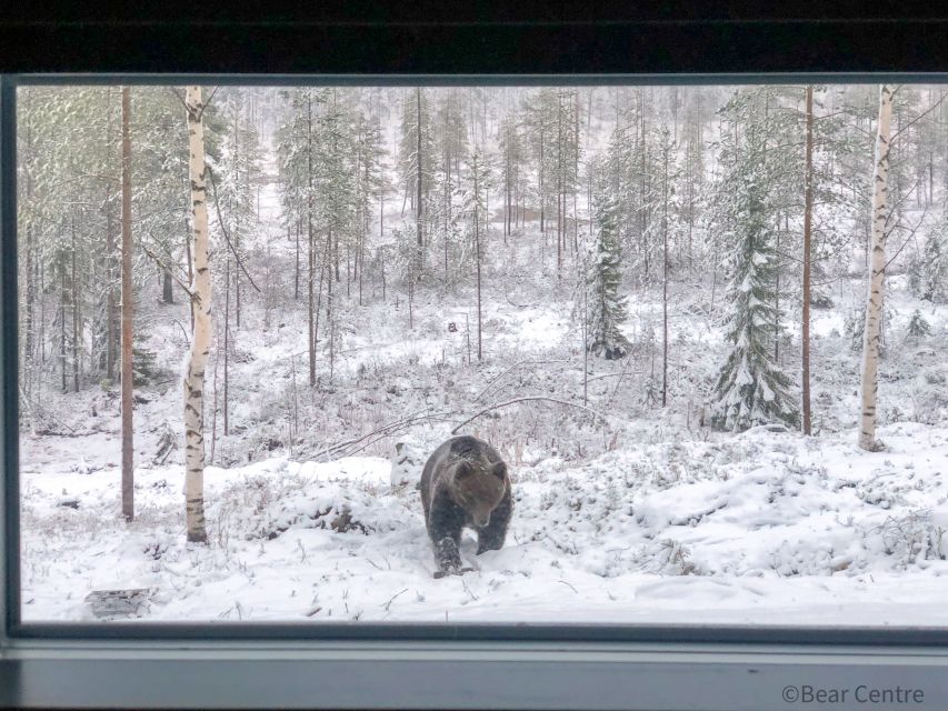 Finland: Bear Watching, Evening Trip - Key Points