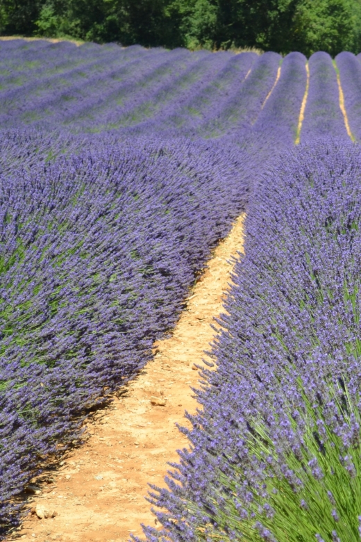 From Aix-en-Provence: Lavender Half Day Afternoon Tour - Key Points