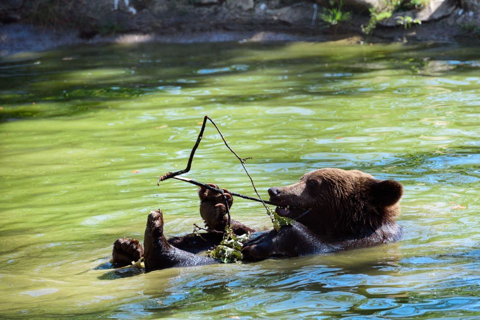 From Bucharest: Bear Sanctuary and Dracula Castle Day Tour - Key Points