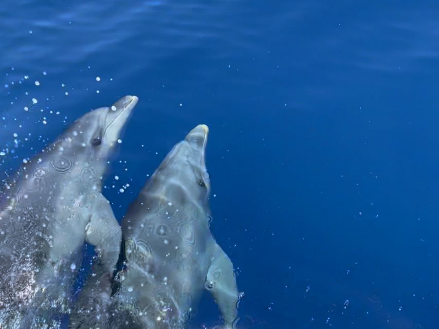 From Cargèse: Scandola Day Tour & Girolata Lunch Stop - Key Points