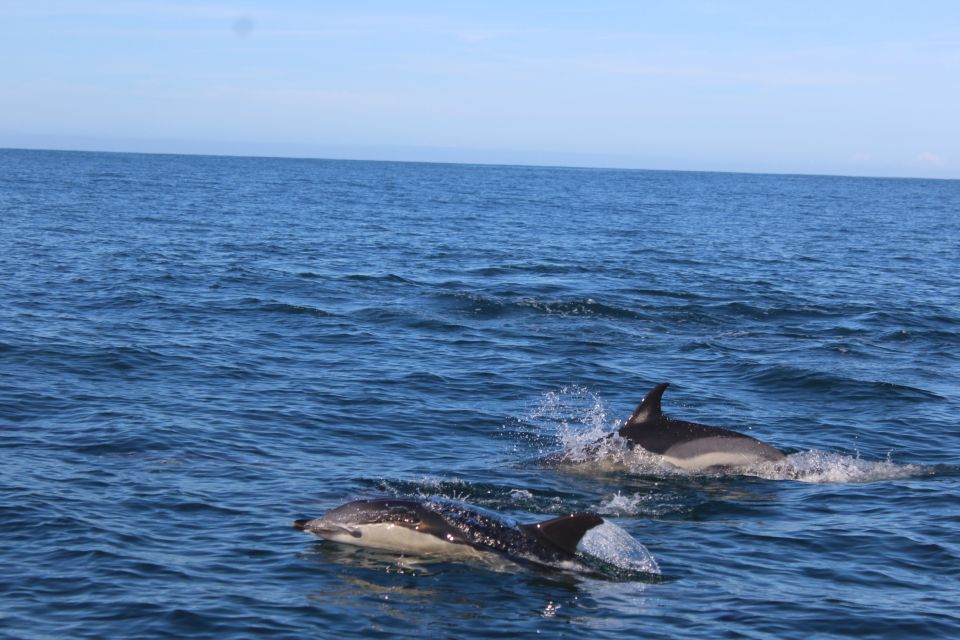 From Faro: Dolphin-Watching & Wildlife - Key Points