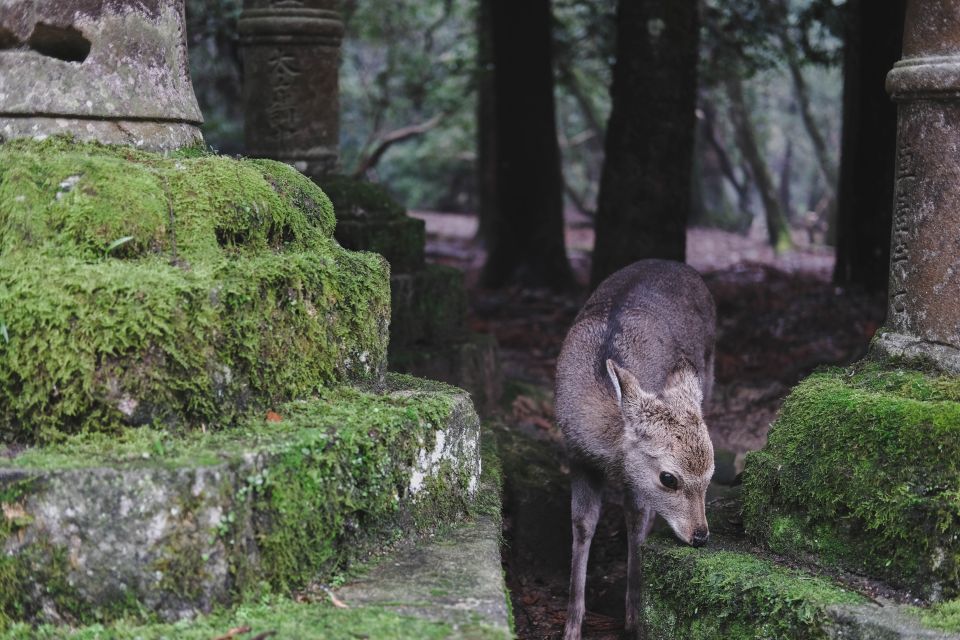 From Osaka: 10-hour Private Custom Tour to Nara - Key Points