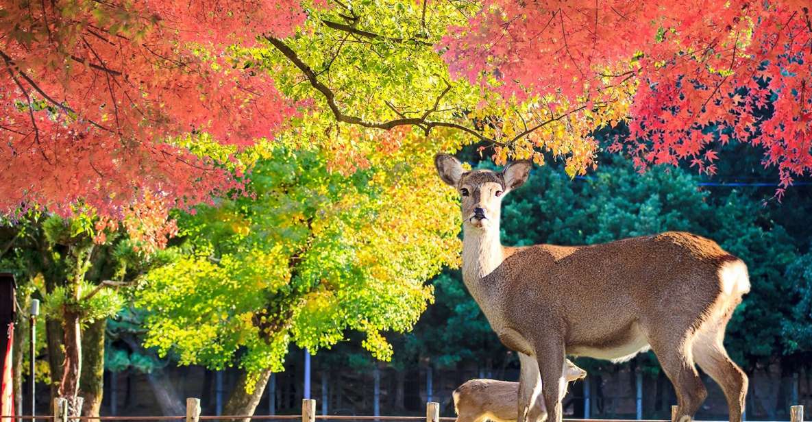 From Osaka: Nara Customizable Private Day Tour - Key Points