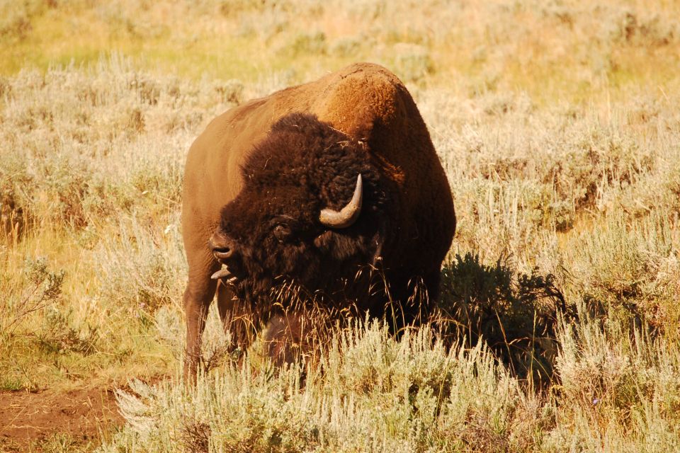 From West Yellowstone: Lamar Valley Wildlife Tour by Van - Key Points