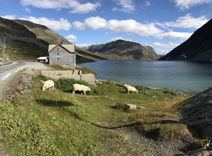 Geiranger Fjord: Downhill Self-Guided Bike Tour - Key Points