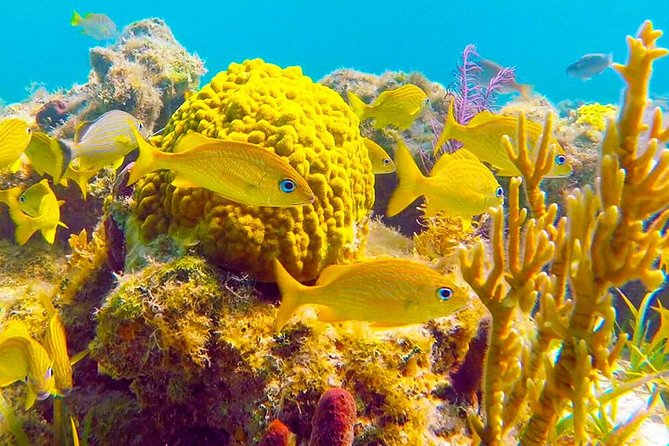 Grand Turk - Amazing Wall Snorkeling Tour - Snorkeling Experience and Marine Life