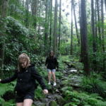 Hakone: Forest Bathing Hike Review Tour Overview