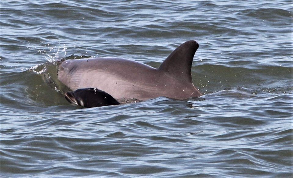 Hilton Head Island: Dolphin Watching Cruise With Donuts - Key Points