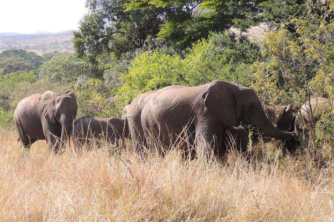 Hluhluwe/iMfolozi Game Reserve Full Day Game Drive - Overview of the Game Reserve