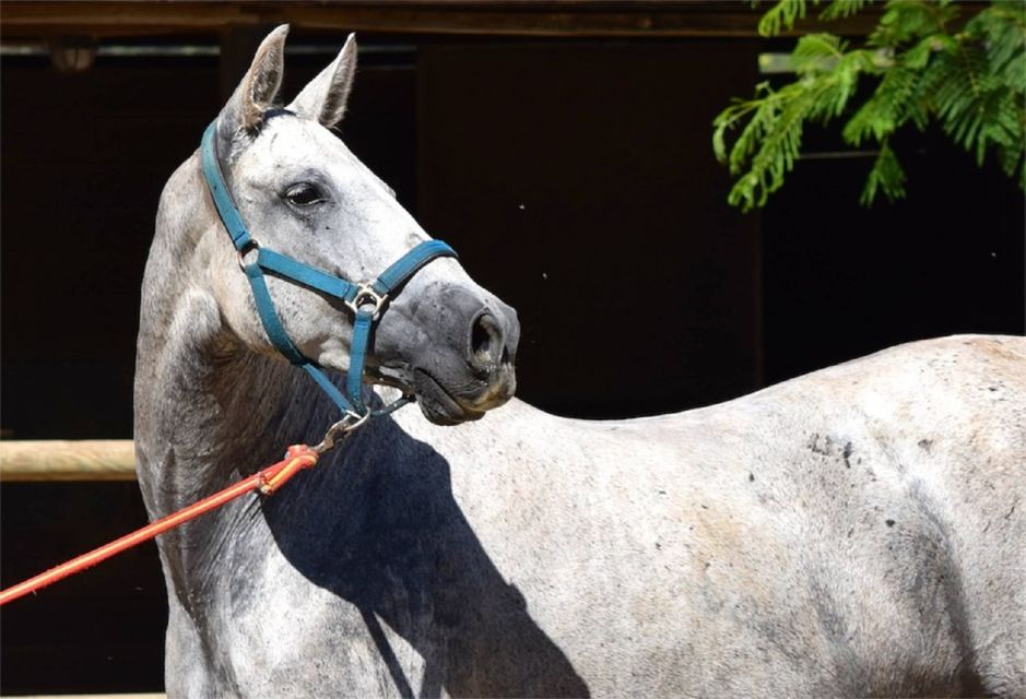 Horse-Drawn Carriage Ride Through Seville - Key Points