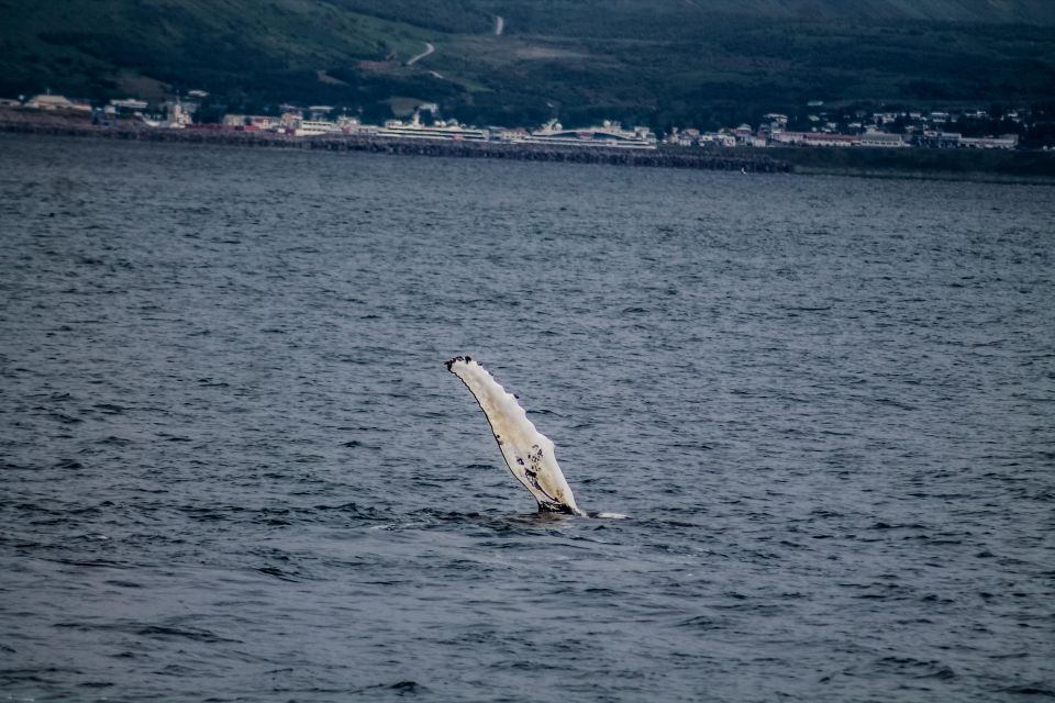 Húsavík: Family-Run and Guided Whale Watching Tour - Key Points