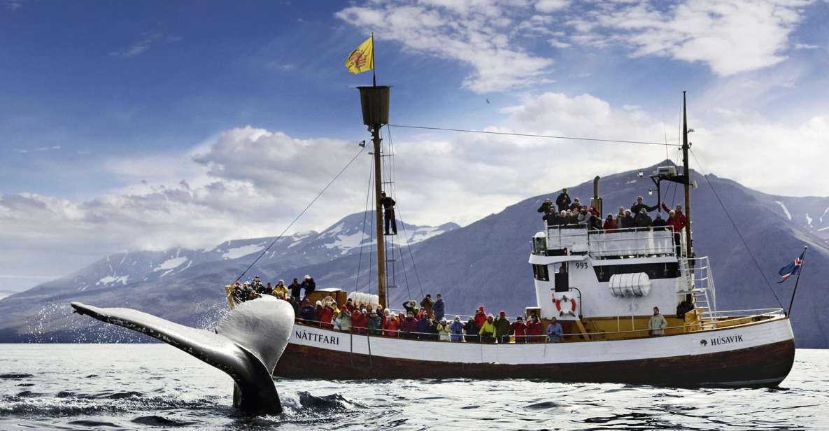 Husavik: Whale-Watching Cruise and Puffins Guided Tour - Key Points