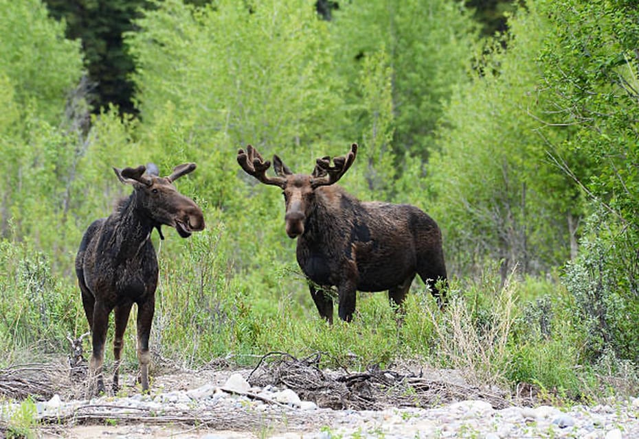 Jackson Hole: Snake River Scenic Float Tour With Chairs - Key Points