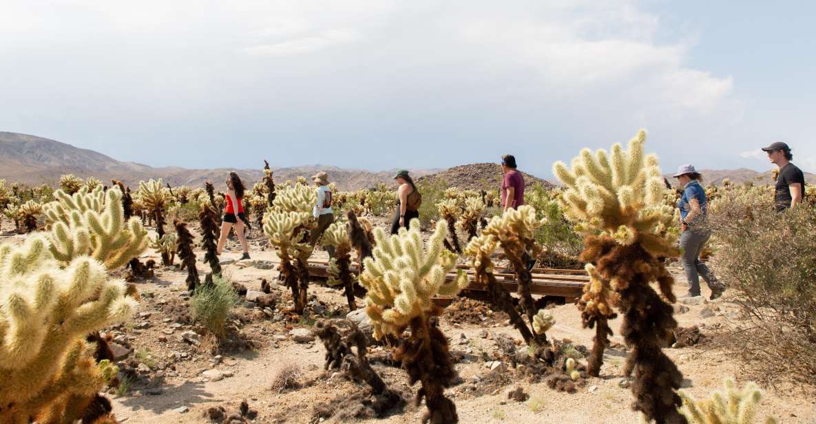 Joshua Tree National Park: Tour and Hike - Key Points