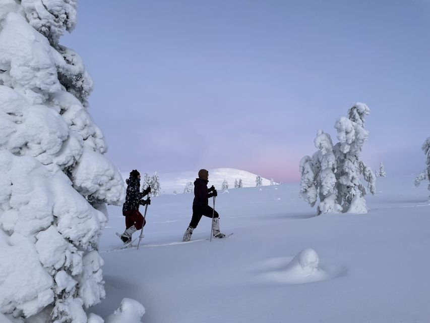 Levi: Pallas-Yllästunturi National Park Snowshoeing Tour - Key Points