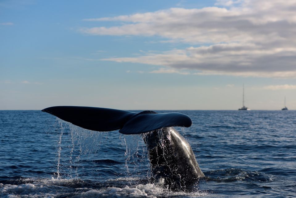 Madeira: Whale and Dolphin Watching Boat Tour From Machico - Key Points